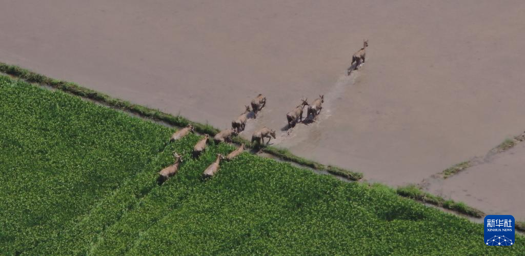 鄱阳湖水位上涨 麋鹿群进入农田