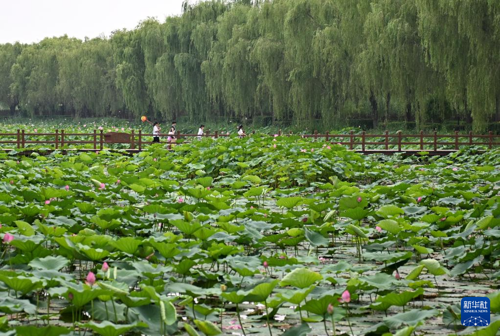 白洋淀荷花大观园图片图片