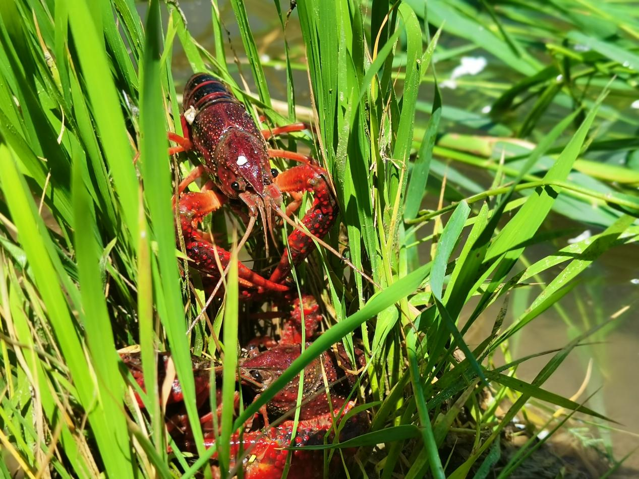 泽普：稻田“携手”小龙虾 稻虾共绘好“丰”景