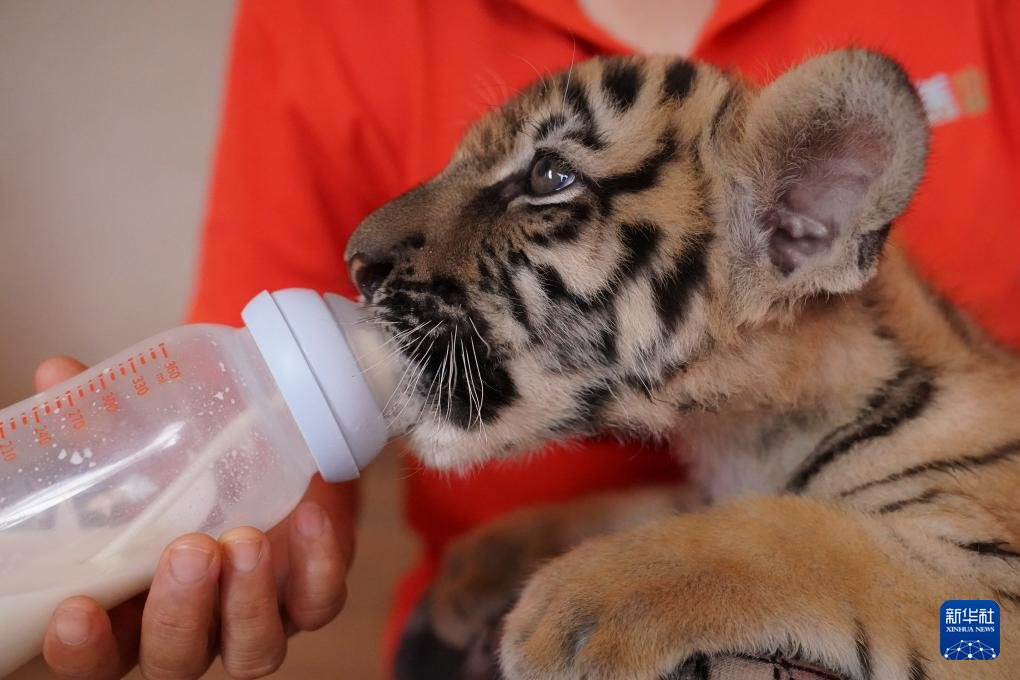 龙年添虎宝 龙年添虎宝