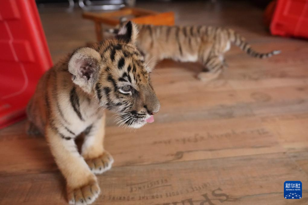 龙年添虎宝 龙年添虎宝