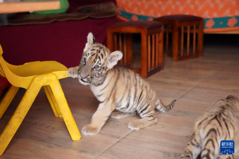 龙年添虎宝 龙年添虎宝