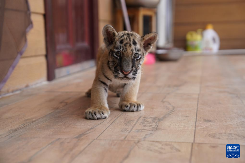 龙年添虎宝 龙年添虎宝