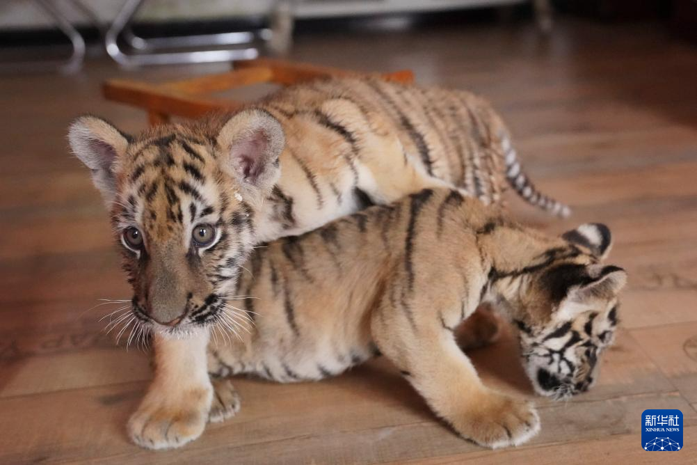 龙年添虎宝 龙年添虎宝