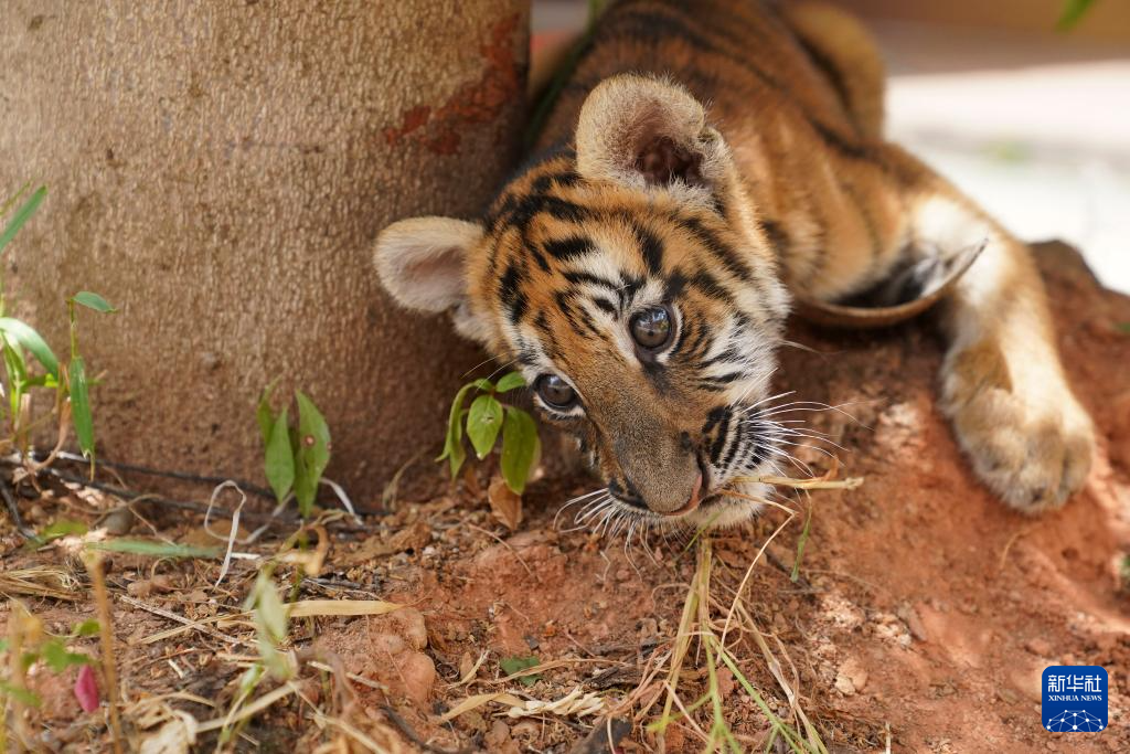 龙年添虎宝 龙年添虎宝