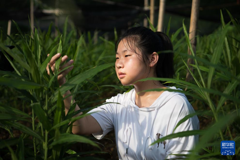 四季中国｜守护白姜的田间少女