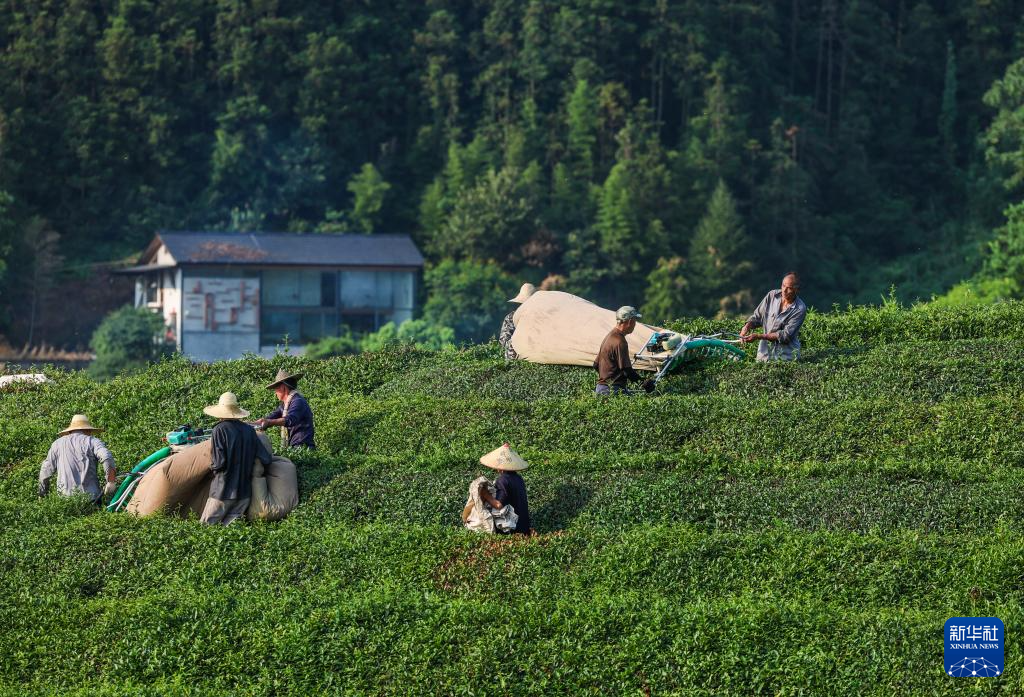 浙江建德：夏茶迎丰收