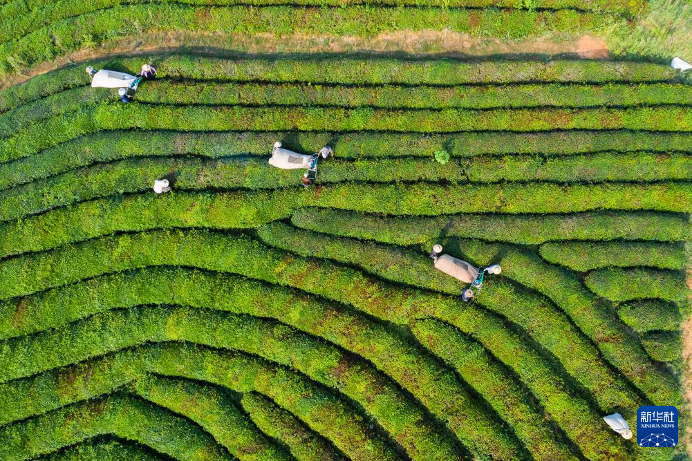 浙江建德：夏茶迎丰收