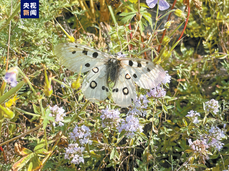 发现数百种野生动物踪迹 新疆夏尔西里首次科考初步取得成效