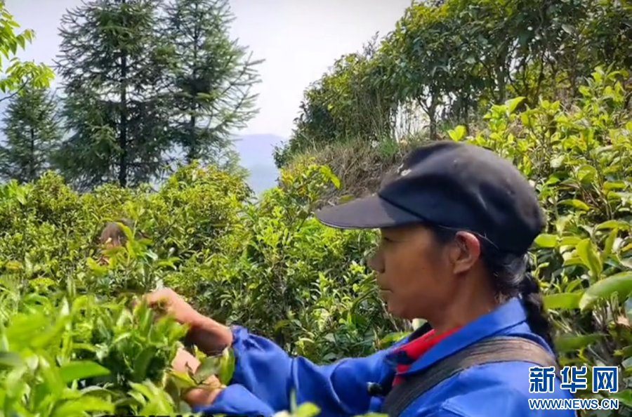 法润彩云南丨网络普法绽放