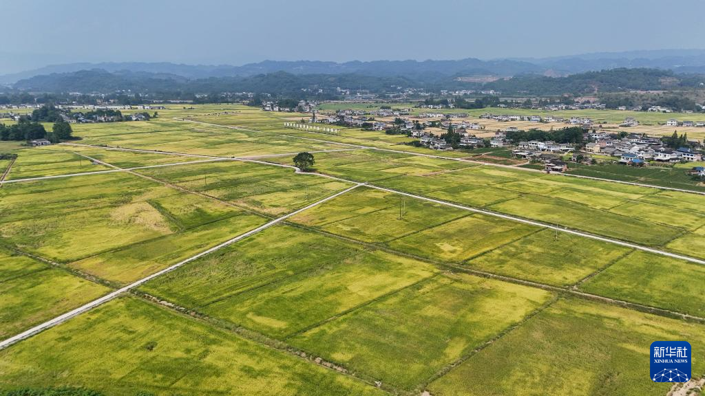 四川洪雅：万亩水稻迎丰收