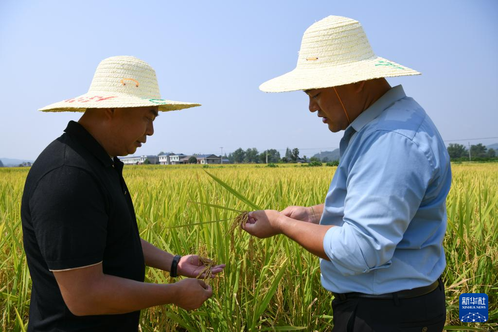 四川洪雅：万亩水稻迎丰收
