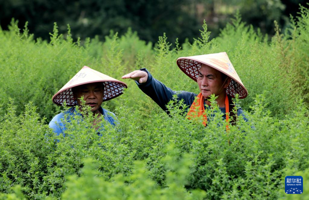 广西山区“小草”惠泽非洲