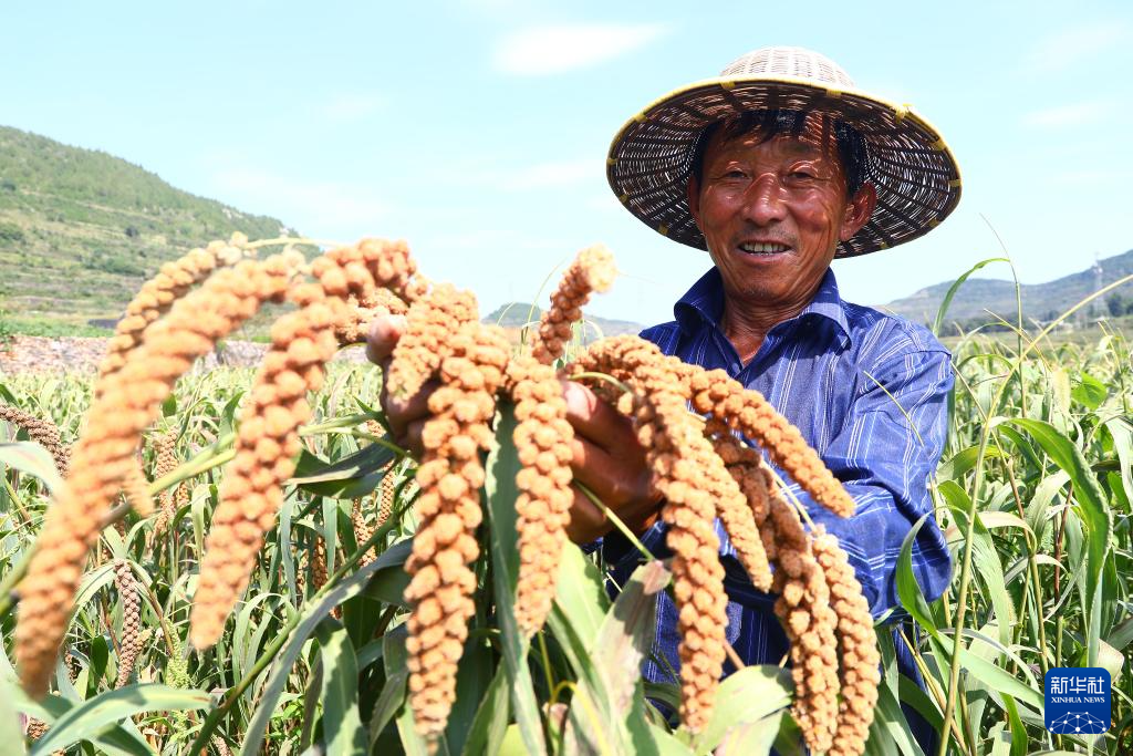 白露时节秋收忙