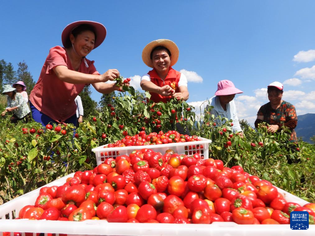 白露时节秋收忙