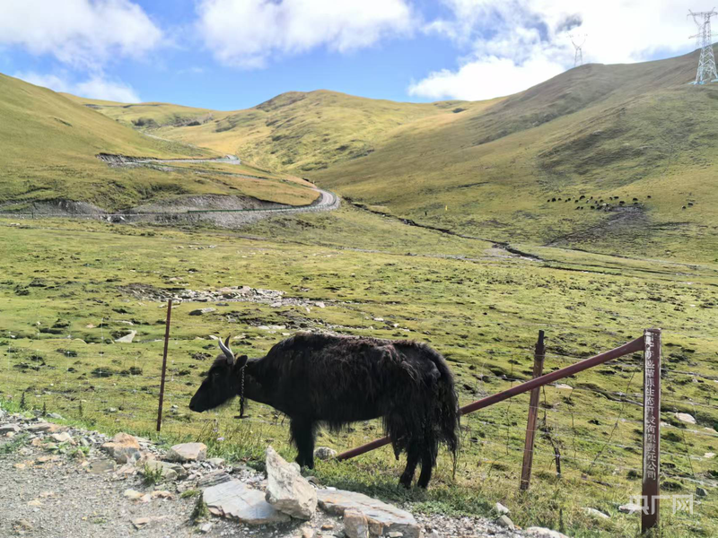 故事开始的地方丨在雪山大地 感受杨志军笔下的沧桑巨变