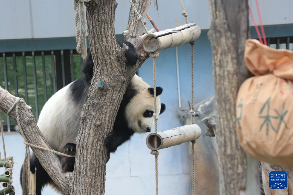 西宁：大熊猫度中秋