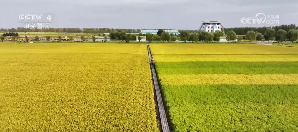 荒原变粮仓 “数”说北大荒新型农业现代化道路