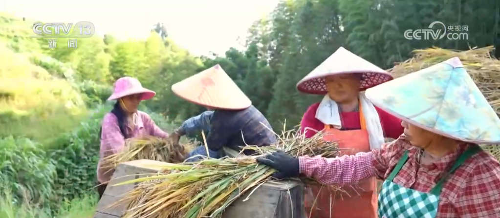 稻谷金黄、鱼虾满仓 金秋时节“丰”光无限一派繁忙景象