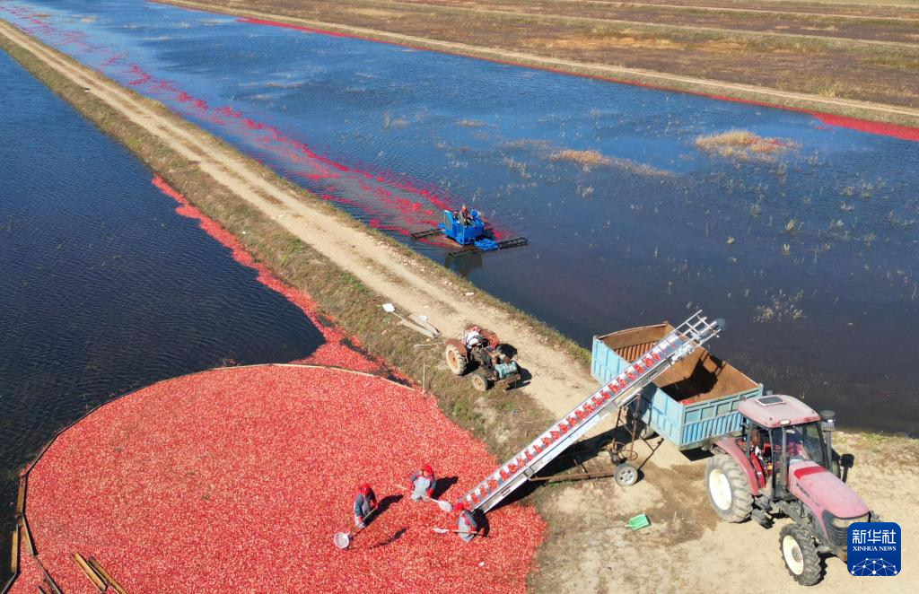 秋粮收获已过半 看各地良种良法保丰收