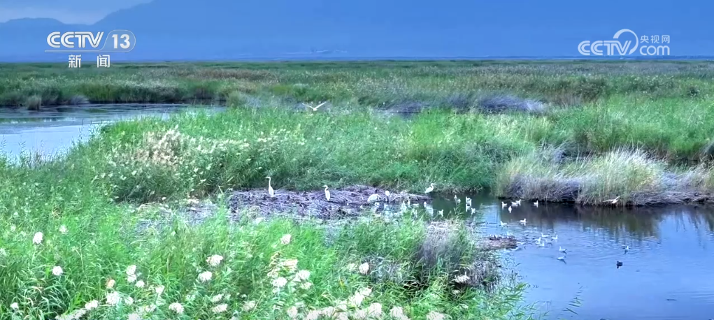 绿水青山成色足 护佑候鸟迁飞绘就和谐共生画卷