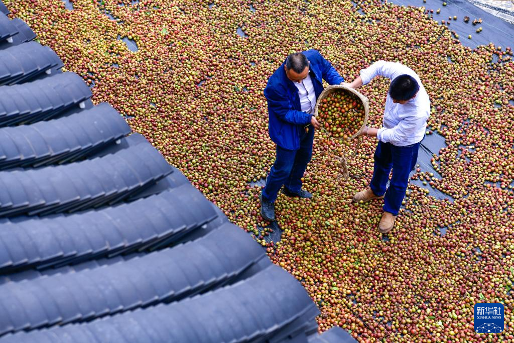 贵州龙里：油茶生态园迎秋收