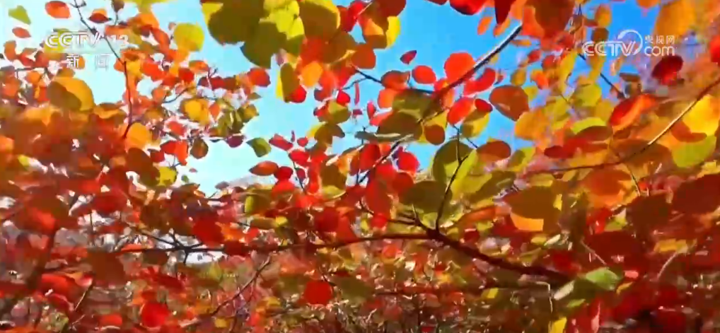 大美河山秋景斑斓 越冬候鸟共舞蹁跹