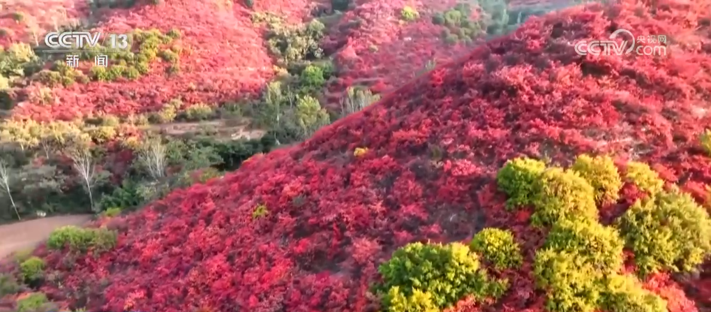 大美河山秋景斑斓 越冬候鸟共舞蹁跹