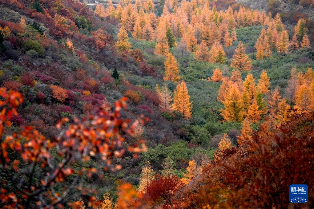 宁夏西吉：秋景斑斓美如画