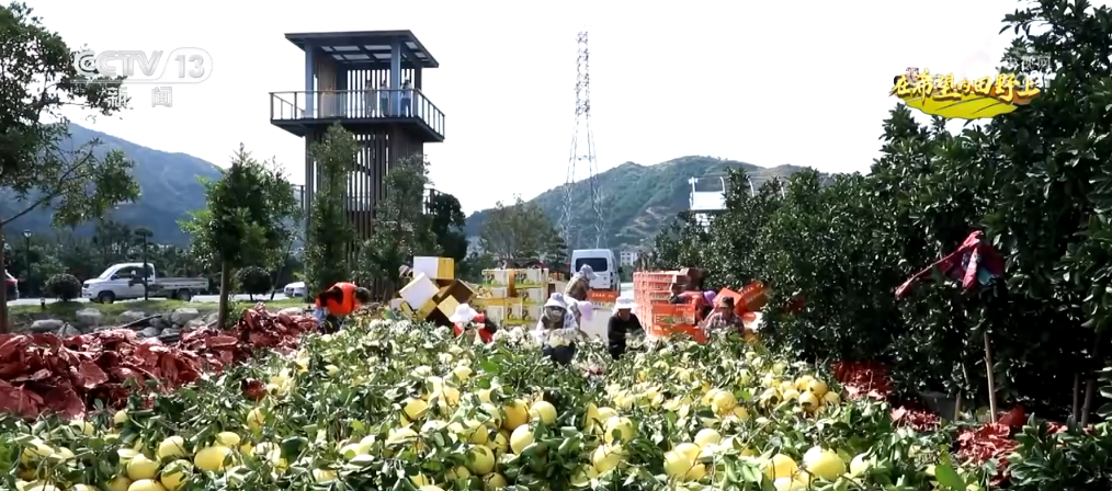 “智”绘“丰”景 穰穰满家 科技赋能为希望的田野绘就稻香金秋