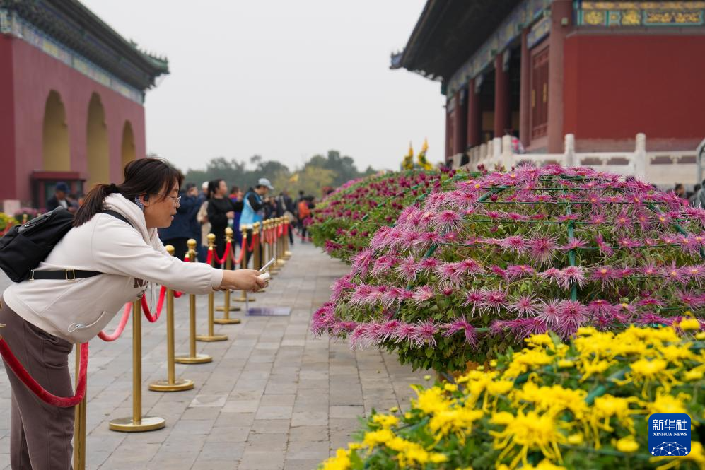 北京：天坛赏秋菊