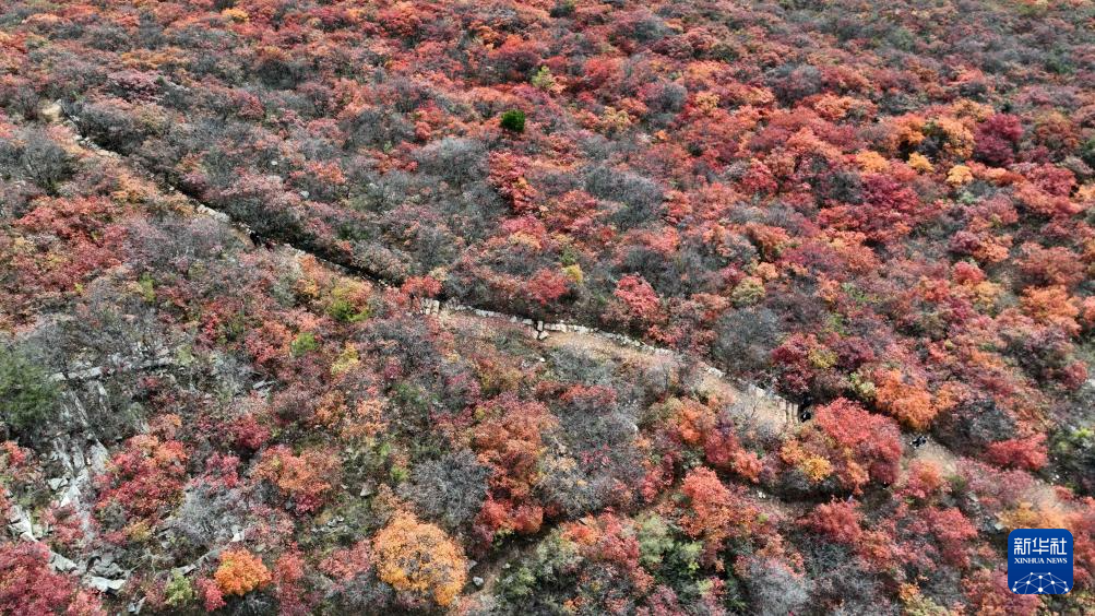 记号中国丨河北邢台：太行红叶醉晚秋