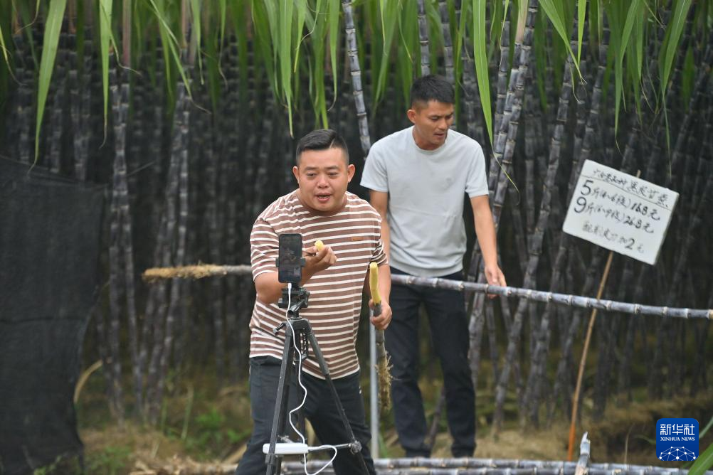 可爱的乡村——金秋蔗园“甜蜜蜜”