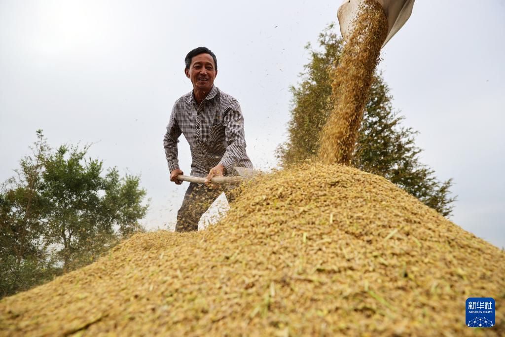 诗意中国丨家家打稻趁霜晴
