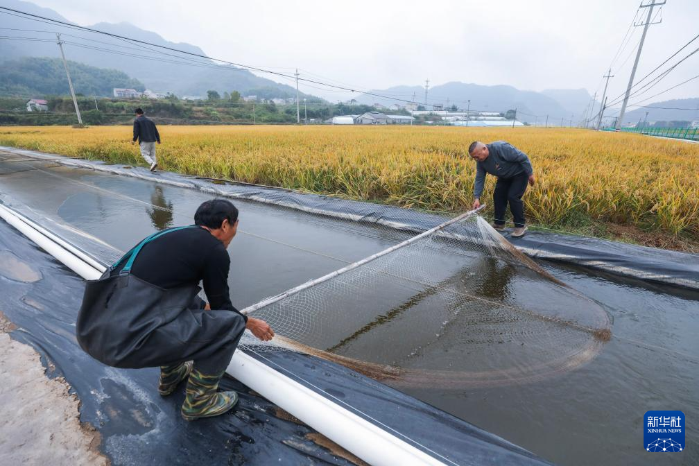 浙江建德：特色产业迎丰收