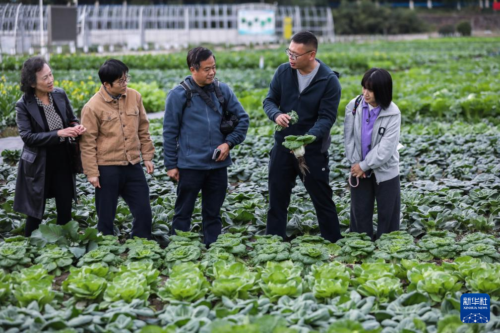 浙江杭州：“阳台菜园”成为都市农业新风尚