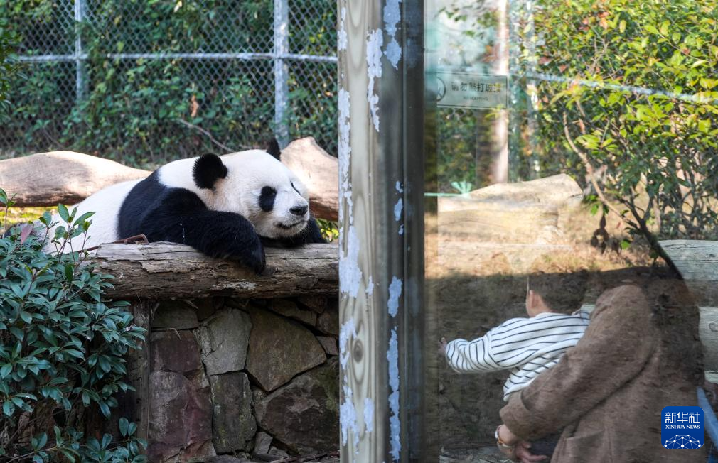 江苏南京：冬日暖阳下的大熊猫