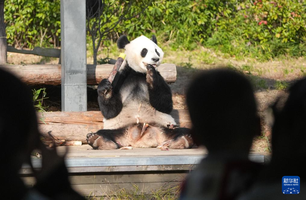 江苏南京：冬日暖阳下的大熊猫