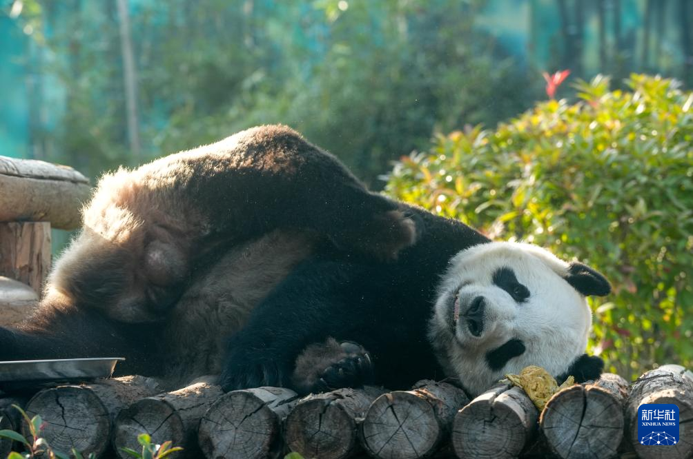 江苏南京：冬日暖阳下的大熊猫