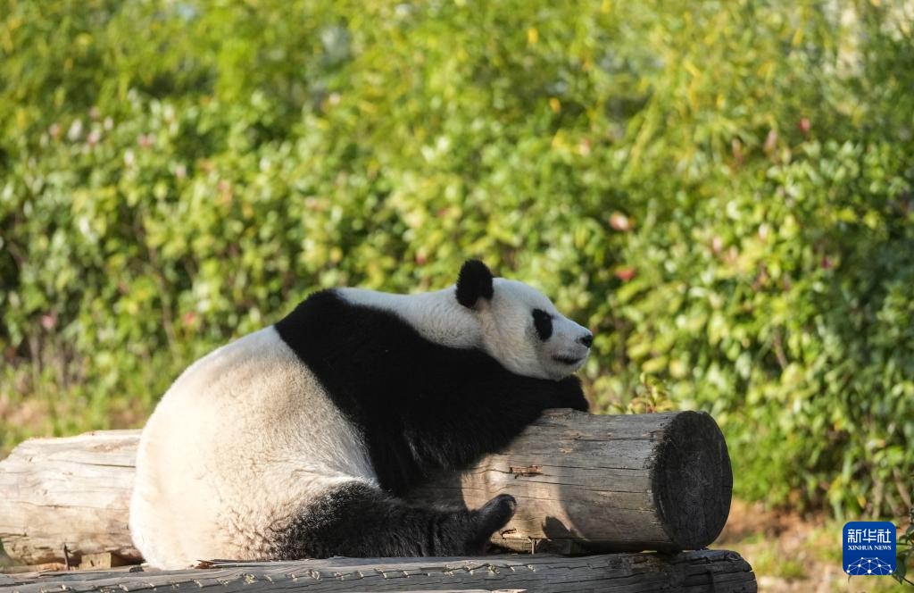 江苏南京：冬日暖阳下的大熊猫