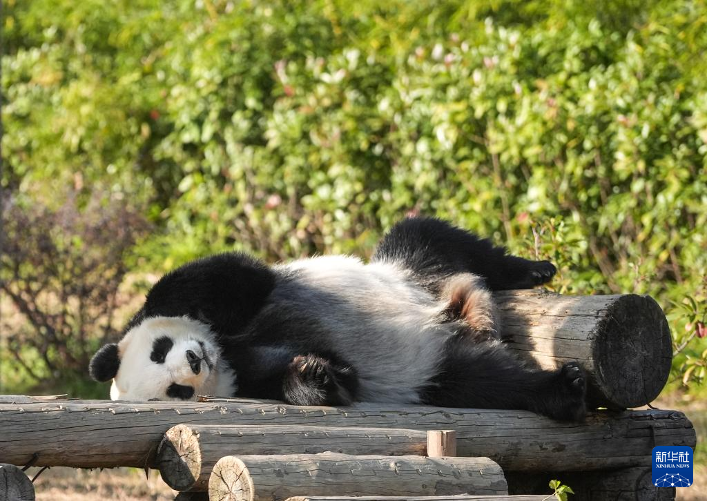 江苏南京：冬日暖阳下的大熊猫