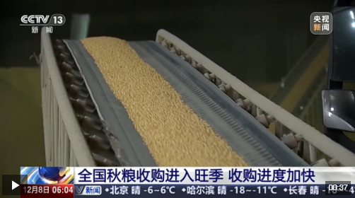 全国秋粮收购进入旺季 粮食加快“归仓”金融助力