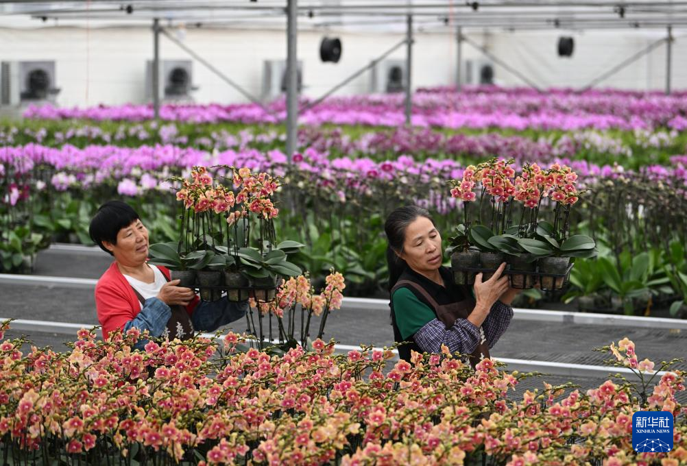 花香果俏忙上市