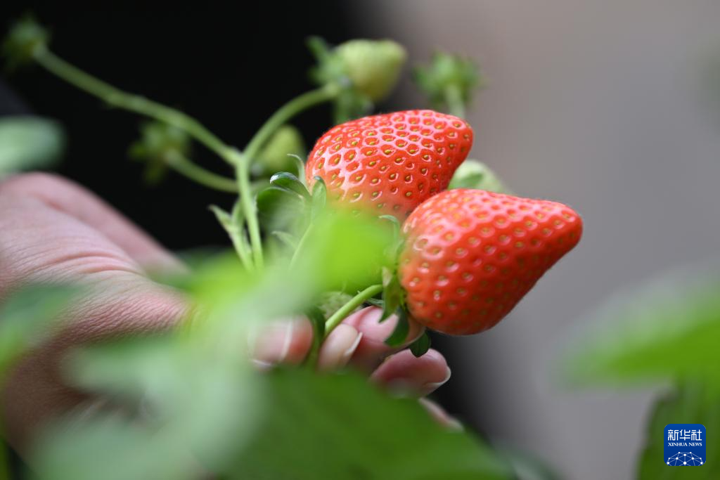 花香果俏忙上市