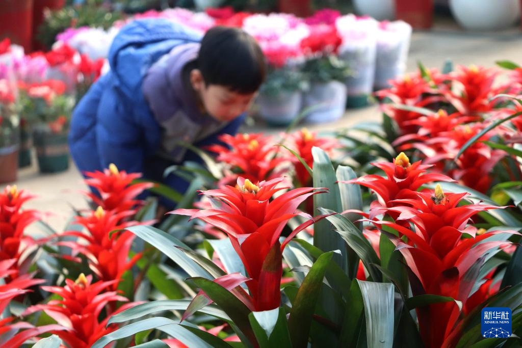 新年临近 花卉俏销