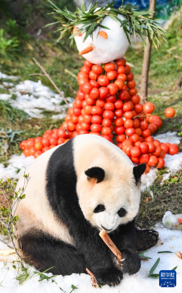 重庆永川：新年第一天 熊猫庆“落户”