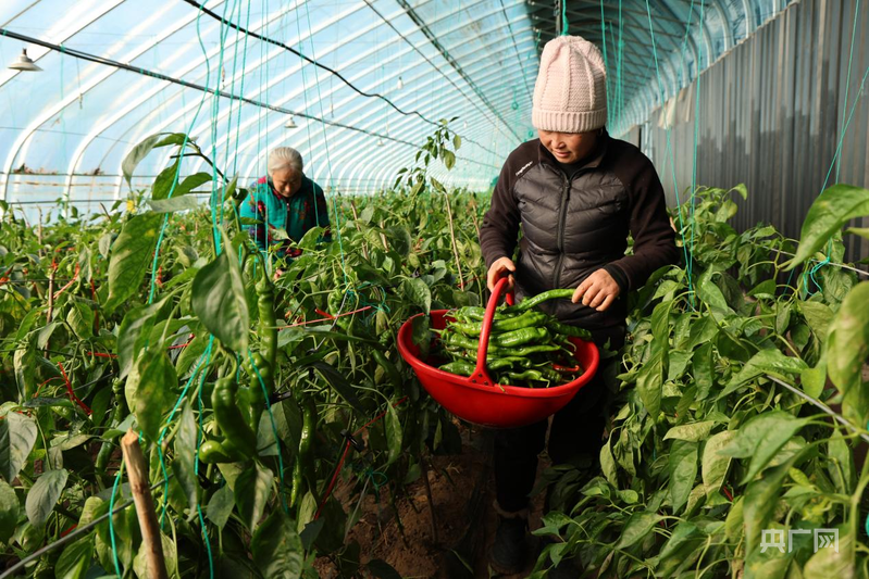 高质量发展看中国丨打破季节限制壁垒，实现农业生产的时空转换