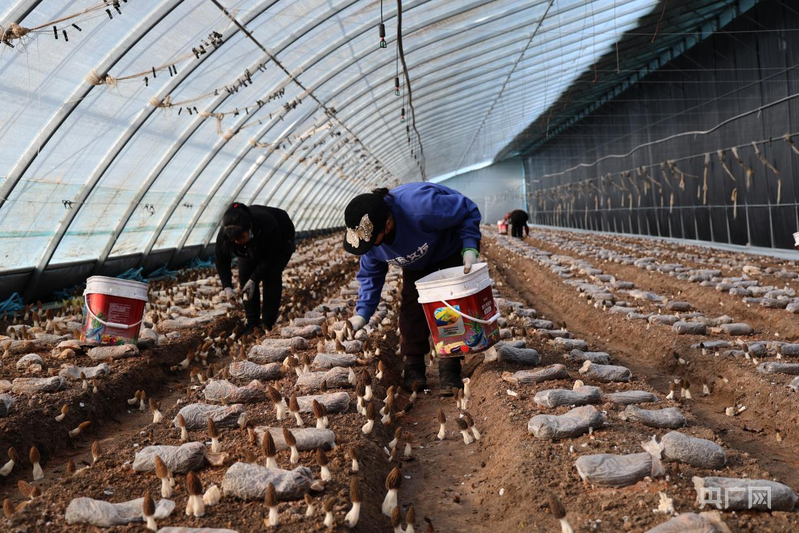 高质量发展看中国丨打破季节限制壁垒，实现农业生产的时空转换