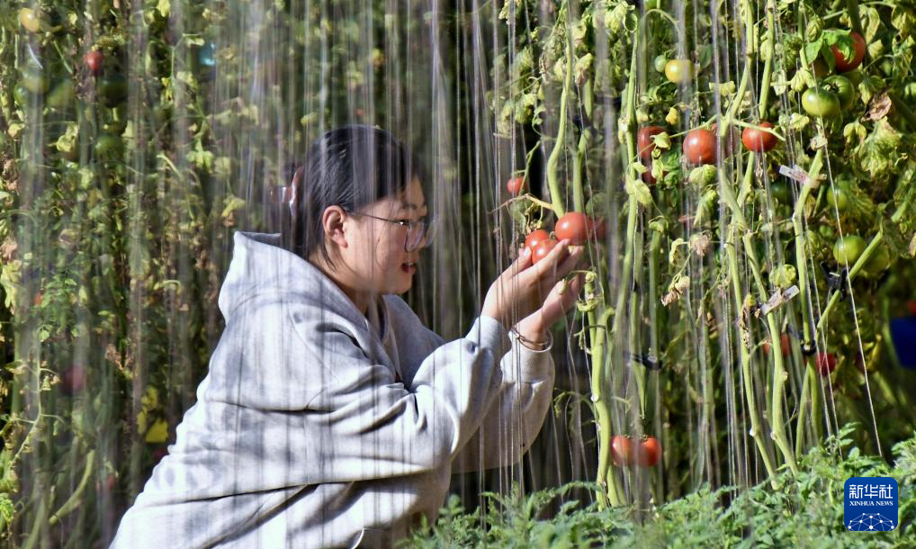 隆冬时节果蔬飘香