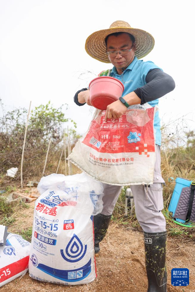 三亚：耐盐碱水稻育种忙